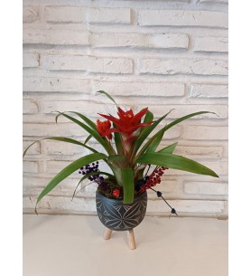 Ayaklı Saksıda  Mini Guzmania Çiçeği